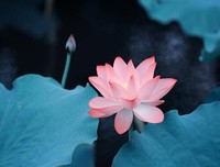 一抹暗香铭记在我心里