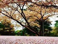花下