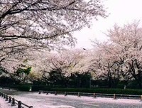 坐着高铁去追云
