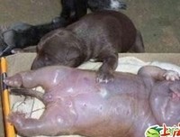 母猪生下一个“人头猪身”的怪 物！全村傻眼了！