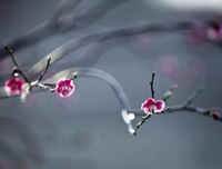 黄昏名句欣赏