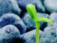 关于一阵风的名言