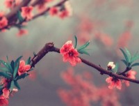 灰飞烟灭的句子
