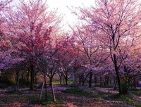 关于Mrk的优美句子