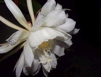 描写昙花一现的经典句子