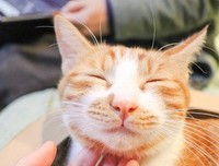 喵，我家的小猫叫“布丁”