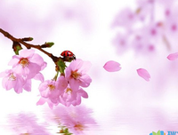 《花火》的句子