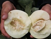 阎良甜瓜，营养丰富，富含人体所需的多种矿物质及维生