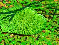 浮萍