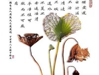 有关无家可归的美文美句摘抄