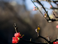 三生三世，十里桃花句子大全