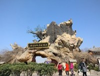 说说洪洞大槐树的根