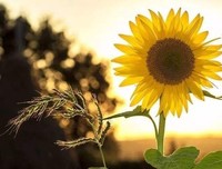 生活中的经济学：边际效用递减