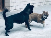 风子句子