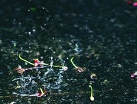 对潇潇暮雨句子大全