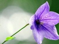 最新的《一朵桔梗花》好段摘抄