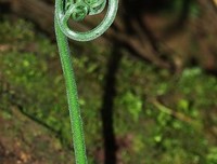 野草集句子