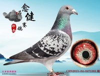《传奇17号》影评100字