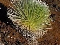 《檀岛花事》读后感精选