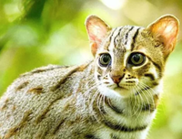 《大猫》影评100字