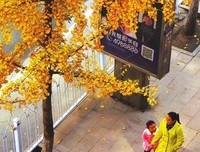 白果树下的老鼠
