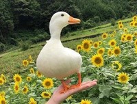 关于格调的优美句子