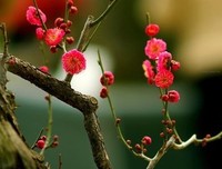 关于愚昧无知的格言