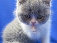宠物猫