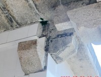 看!石墙缝隙小榕树,叹!禅味人生三字悟