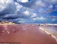 就做那海鸥吧