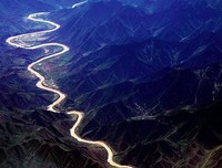 河埂上的那棵无花果树