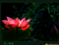 智慧的优美句子
