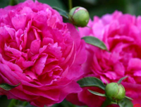 哈哈哈（花）句子