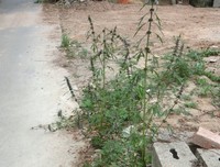 “益母草”的故事