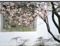 《白落梅》的句子