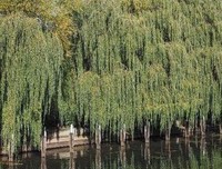 关于花前月下的唯美语录