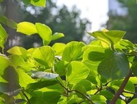 锦年盛夏句子