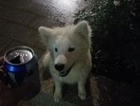 贴到狗身上