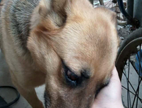 午后闻犬吠