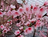 放弃一棵树，你将得到整个森林 |罗志渊读书时间第1期​