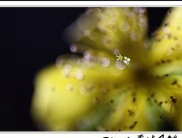 有关花开半夏的句子