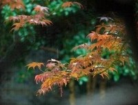 风花雪孩西都句子
