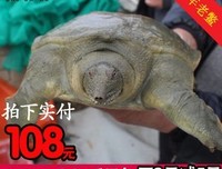 老鳖小传