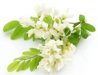 又到槐花飘香时