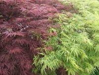 两个情人之间的攀比
