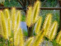 关于锋芒毕露的语句