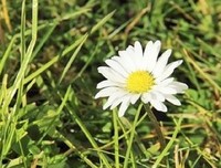 愿心依旧句子