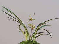 兰花花 | 缑晓晓：向北回望故乡