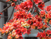 雾为来看花句子