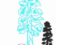 巨杉为什么不怕火